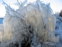 Un petit arbre pris dans la glace